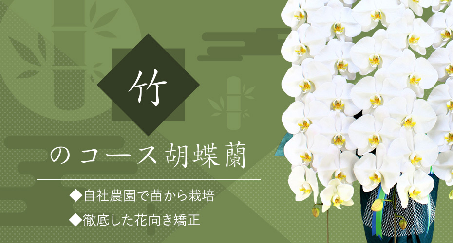 竹のコース胡蝶蘭