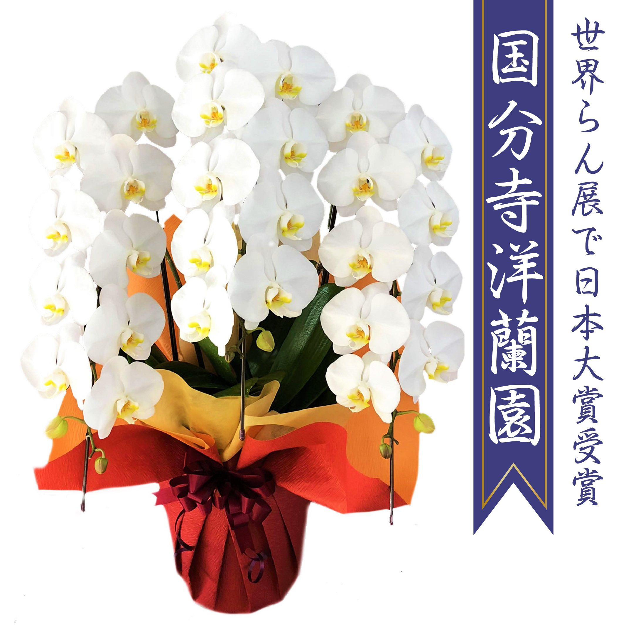 国分寺胡蝶蘭３本立３０輪 花蝶風月